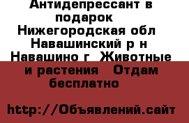 Антидепрессант в подарок! - Нижегородская обл., Навашинский р-н, Навашино г. Животные и растения » Отдам бесплатно   